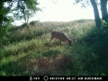 Buck at Cub Creek Hunting caught on Deer Cam - August, 2008.