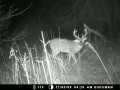 Buck at Cub Creek Hunting on Deer Cam 12/5/08