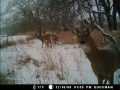 More Deer photos with Deer cam December 2008